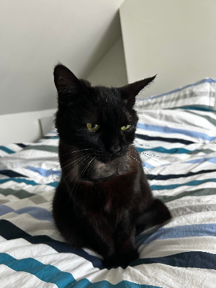 Adopter Nola