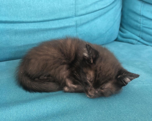 Adopter Apollon