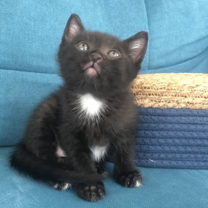 Adopter Apollon