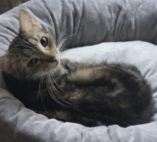 Adopter  chat : Shiva