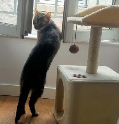 Adopter Shiva