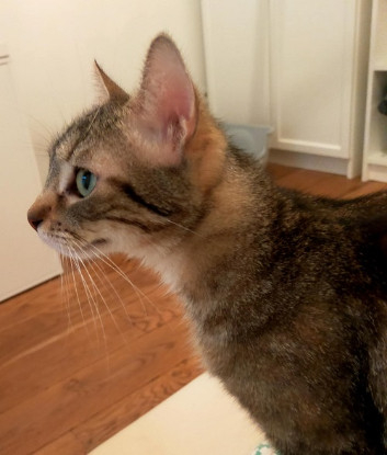 Adopter Shiva
