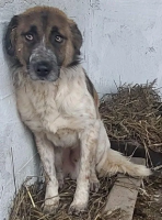 Adopter  chien : Smack
