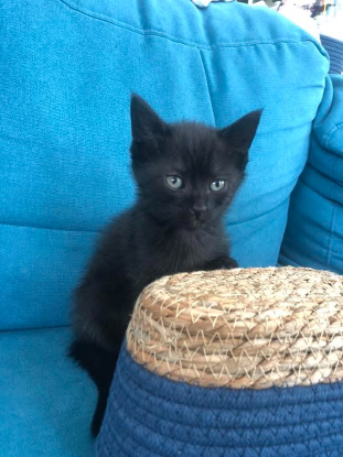 Adopter Ratatouille