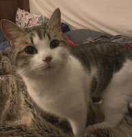 Adopter  chat : Oreo