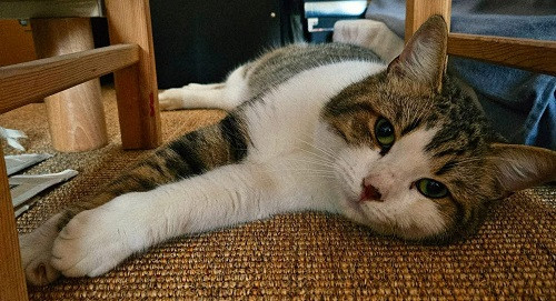 Adopter Oreo