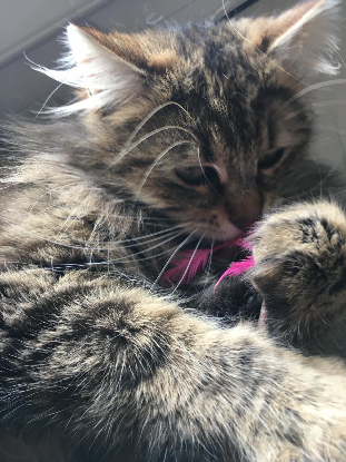 Adopter Trisch