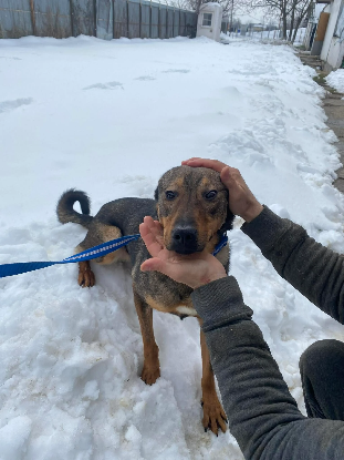 Adopter Balto