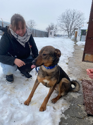 Adopter Balto