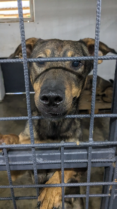 Adopter Balto