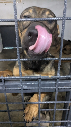Adoption Balto