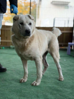 Adopter  chien : Shark