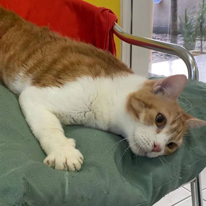 Adopter Machu