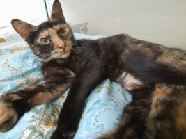 Adopter  chat : Ode