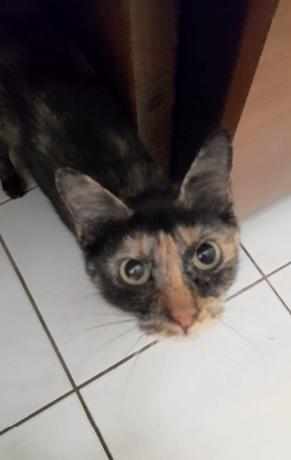 Adopter Ode