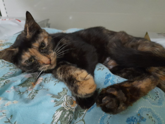 Adopter Ode