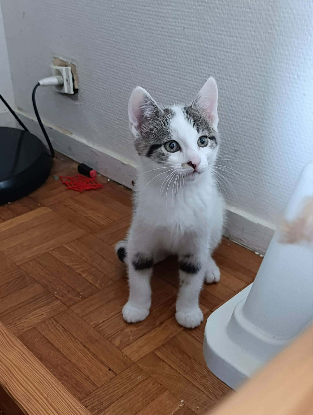 Adopter Stitch
