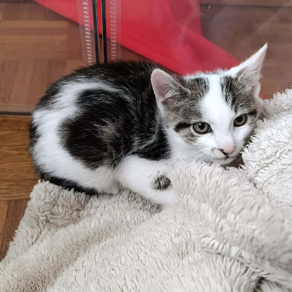 Adopter Stitch