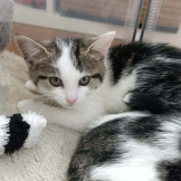 Adopter  chat : Lilo