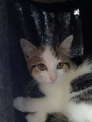 Adopter Lilo