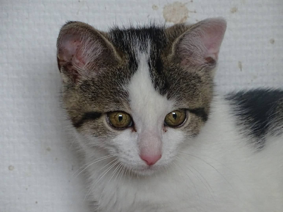 Adopter Lilo