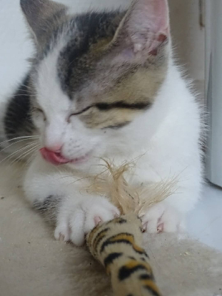 Adoption Lilo