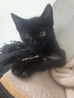 Adopter  chat : Xena