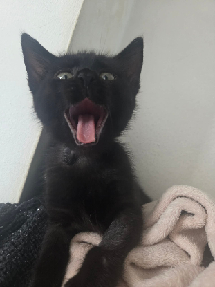 Adopter Xena