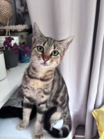 Adopter  chat : Marbré