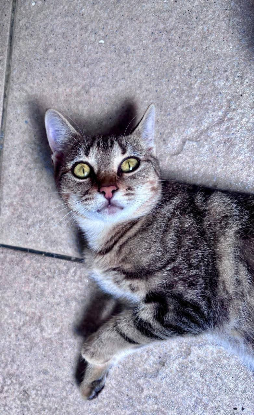 Adopter Marbré