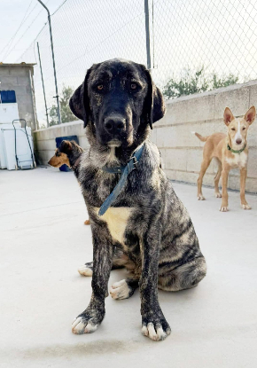 Adopter Aranza