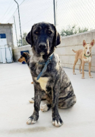 Adopter  chien : Aranza
