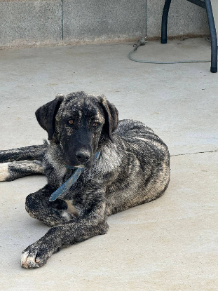 Adopter Aranza