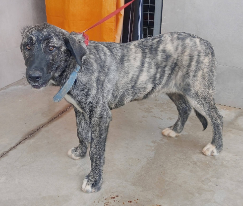 Adopter Aranza