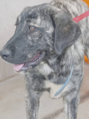 Adoption Aranza