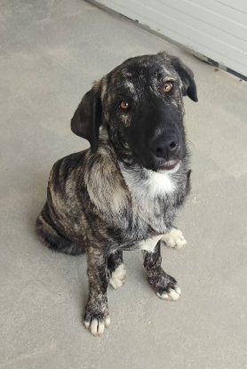 Adoption Aranza