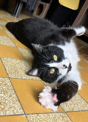 Adopter Dita