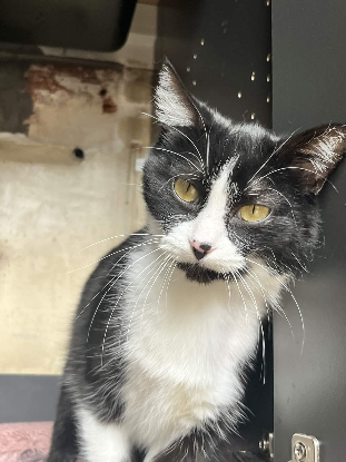 Adoption Dita