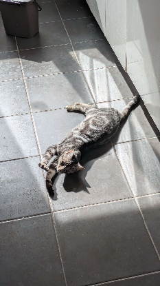 Adopter Uapou