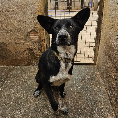 Adopter Zeus