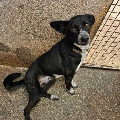 Adopter Zeus
