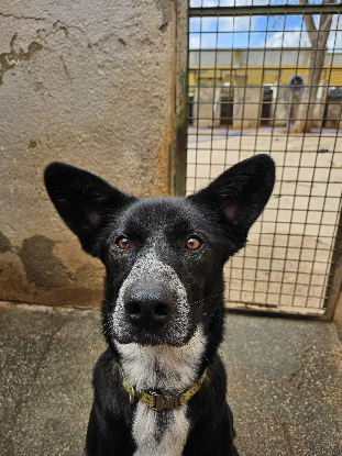 Adopter Zeus