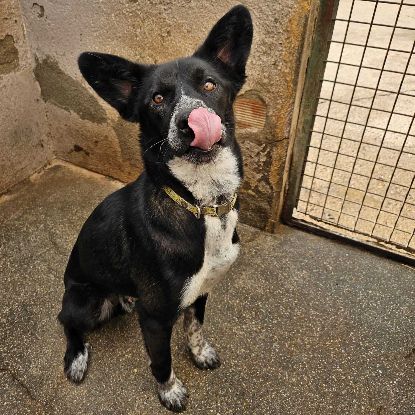 Adoption Zeus