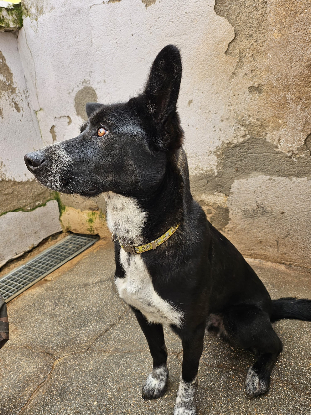 Adoption Zeus