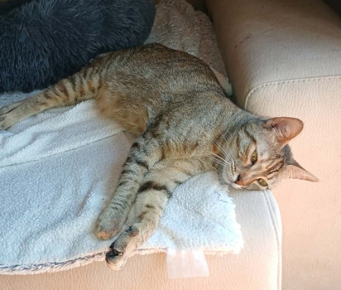 Adopter Opale