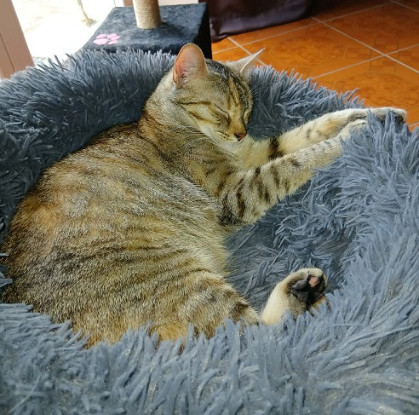 Adopter Opale