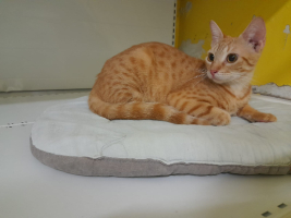Adopter  chat : Dory