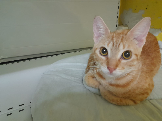 Adopter Dory