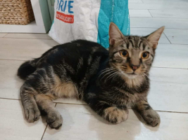 Adopter  chat : Coffea