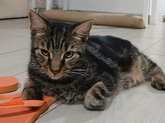 Adopter Coffea